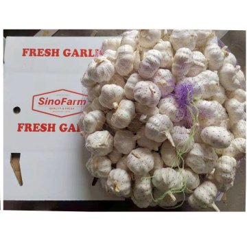 Fresh garlic pure white garlic in bulk Chinese 2021 new crop supply from wholesale garlic ajo alho supplier